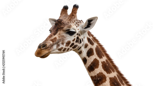 Photography Close-up portrait of a giraffe head and neck, isolated on transparent background