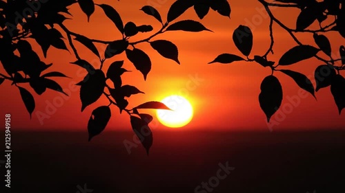 Dramatic Sunset Silhouette Sun Setting Behind Leaves