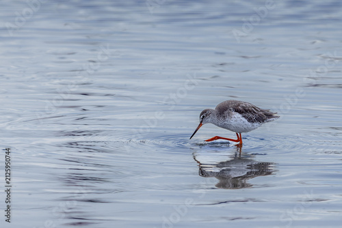 Canvastavla Common Redshank (Tringa totanus) searching for food in a lagoon in the Camargue, France