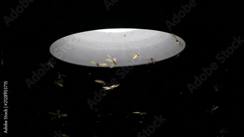 Swarm of Moths at Night: A mesmerizing spectacle unfolds as numerous moths are drawn to a bright light source in the darkness, creating a captivating dance of winged insects.