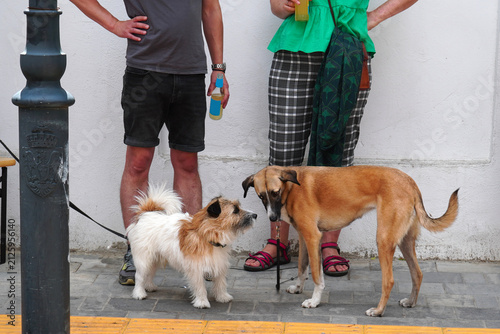 Meeting between a jack russel terrier male dog and a mongrel female dog alongside their owners at a summer festival in Bucharest