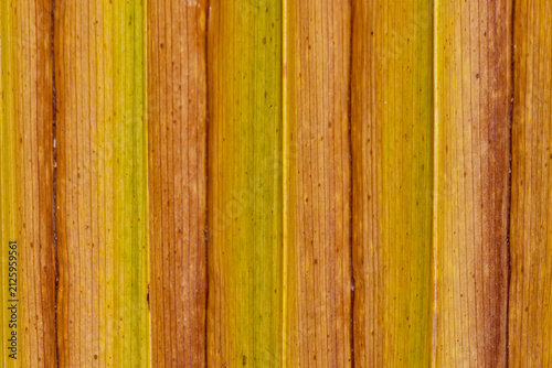 Macro de palme de palmier
