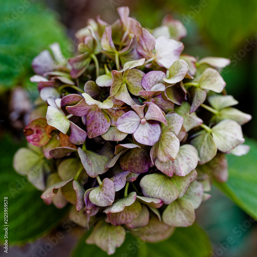 Fleur d'hortensia