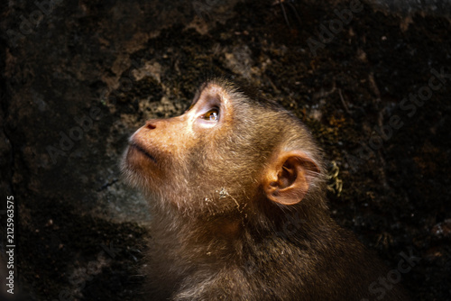Photography Long-Tailed Macaque Portrait in Tropical Forest