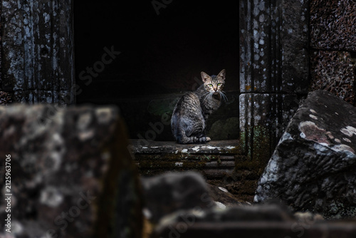 Photography Wild Cat Resting in Ancient Temple Ruins