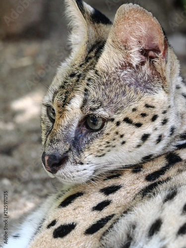 Photography beautiful serval or Leptailurus serval lying peacefully on a rock,