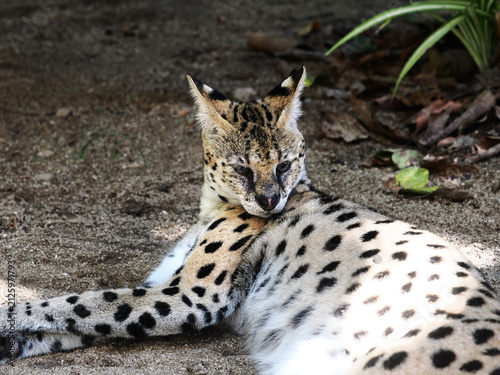 beautiful serval or Leptailurus serval lying peacefully on a rock,