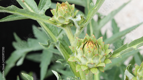 Photography Close-up of Young Green Artichoke Flower Buds Growing in a Garden