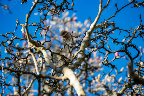Bild auf Leinwand bird on tree