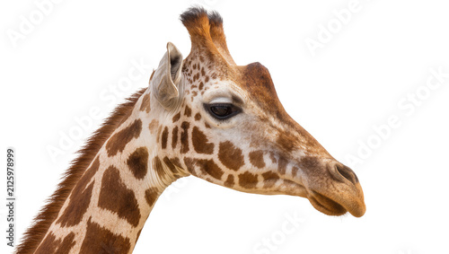 Photography Close-up profile of a giraffe s head with brown patterned fur, isolated on trans