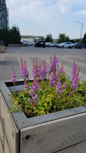 Purple flowering plants in modern concrete planter by parking lot