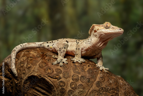 The crested gecko (Correlophus ciliatus) is a small, nocturnal reptile native to New Caledonia.