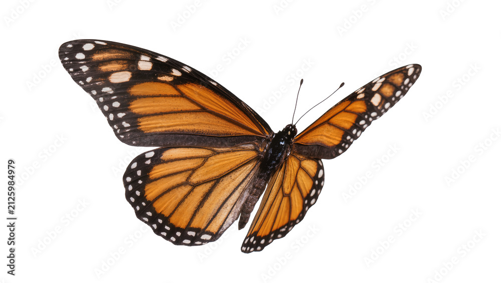 Obraz premium Orange monarch butterfly with black veins and white spots, isolated on transparent background