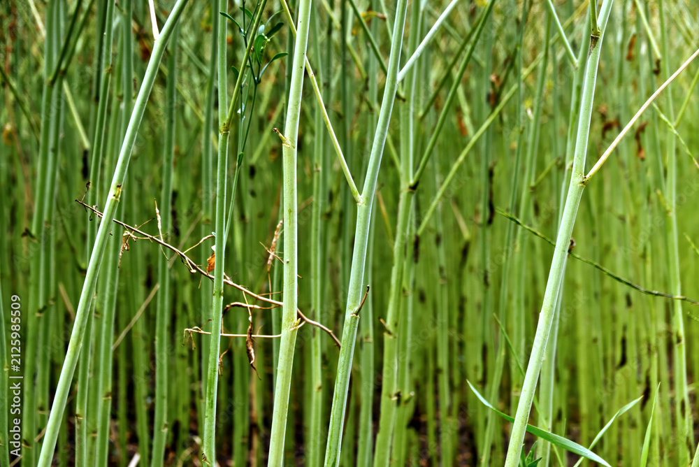 Obraz premium Green plant stems forming an abstract vertical pattern, showing growth and nature's texture in a field