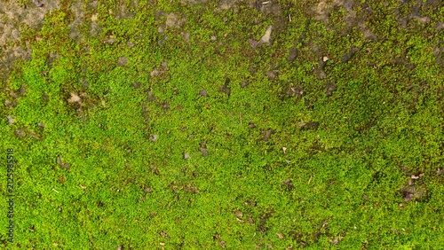 Fresh Green Moss Texture Background, Natural Ground Cover from Above. Green moss growing on concrete stone surface with colorful fallen leaves