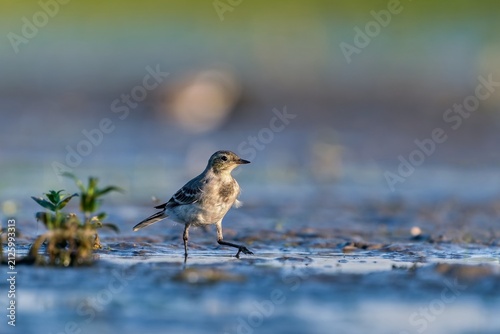 A young white wagtail is looking for food at the edge of a pond. Motacilla alba. A white wagtail in the nature habitat.