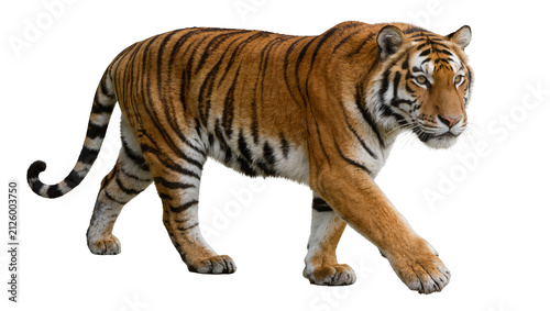 Majestic tiger with orange and black stripes walking, isolated on transparent background