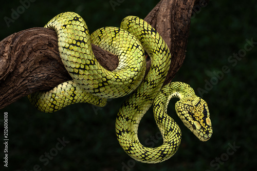 The Sumatran pit viper (Trimeresurus sumatranus) is a heavily-built, highly venomous arboreal snake native to the tropical rainforests of Southeast Asia.