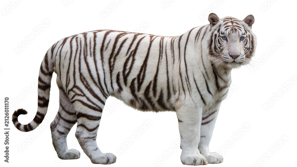 Obraz premium Majestic white tiger with blue eyes and dark stripes, isolated on transparent background