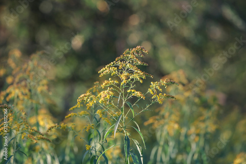 Invasive Canadian Goldenrod Solidago canadensis neophyte, is growing on the river Lech in Augsburg, Swabia, Germany, native nature, native plants, rhizomes, biodiversity, bees, wildlife,