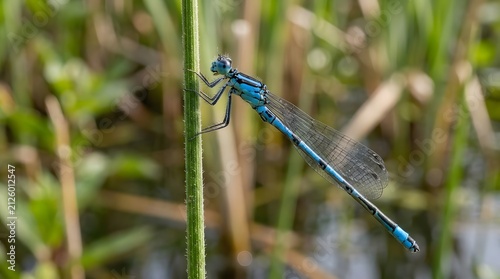 Blue damselfly resting on green plant stem. Vibrant iridescent insect perched on wild foliage in natural habitat.