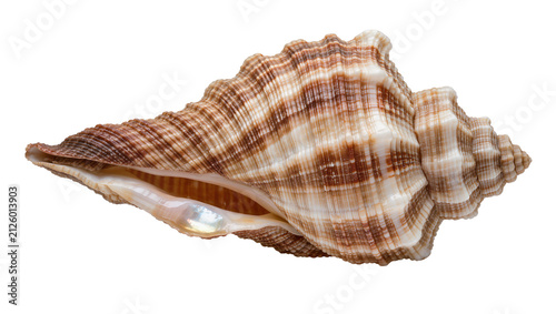 Fotografie Detailed brown and white striped conch seashell, isolated on transparent backgro