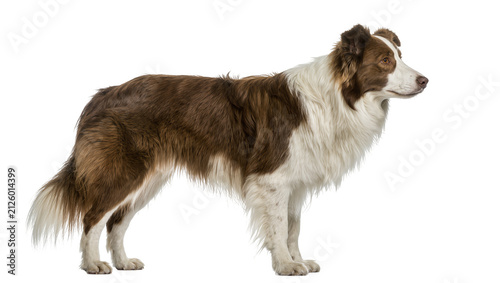 Konstfotografi Brown and white Border Collie dog standing alert, isolated on transparent backgr