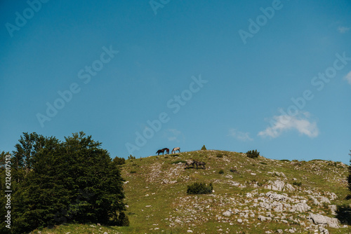 Photography Small herd of horses grazing on a grassy hill beneath a wide blue sky