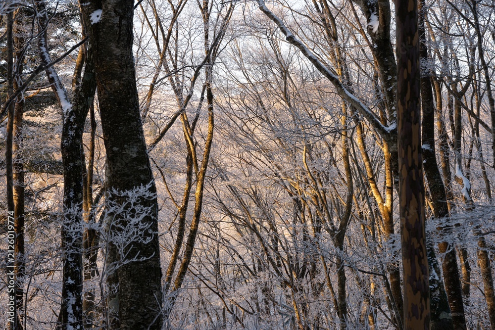 Fototapeta premium 美し樹氷の森