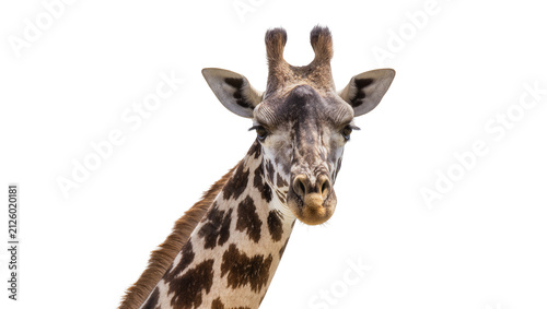 Canvas Print Close-up portrait of a giraffe head with brown spots, isolated on transparent ba