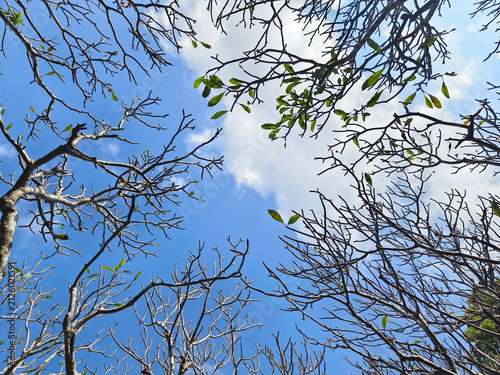 Dry branch with sparsely leaves of Frangipani trees (Plumeria) against blue sky. Natural background.
