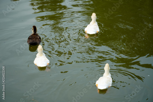Canvas Print A group of ducks swimming in murky green water, one duckling stands out