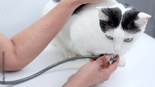 veterinarian with cat