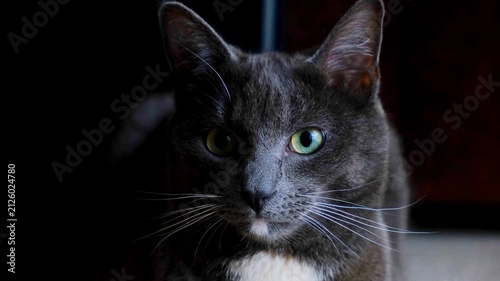 black and white cat portrait
