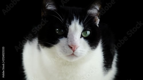 black and white cat portrait