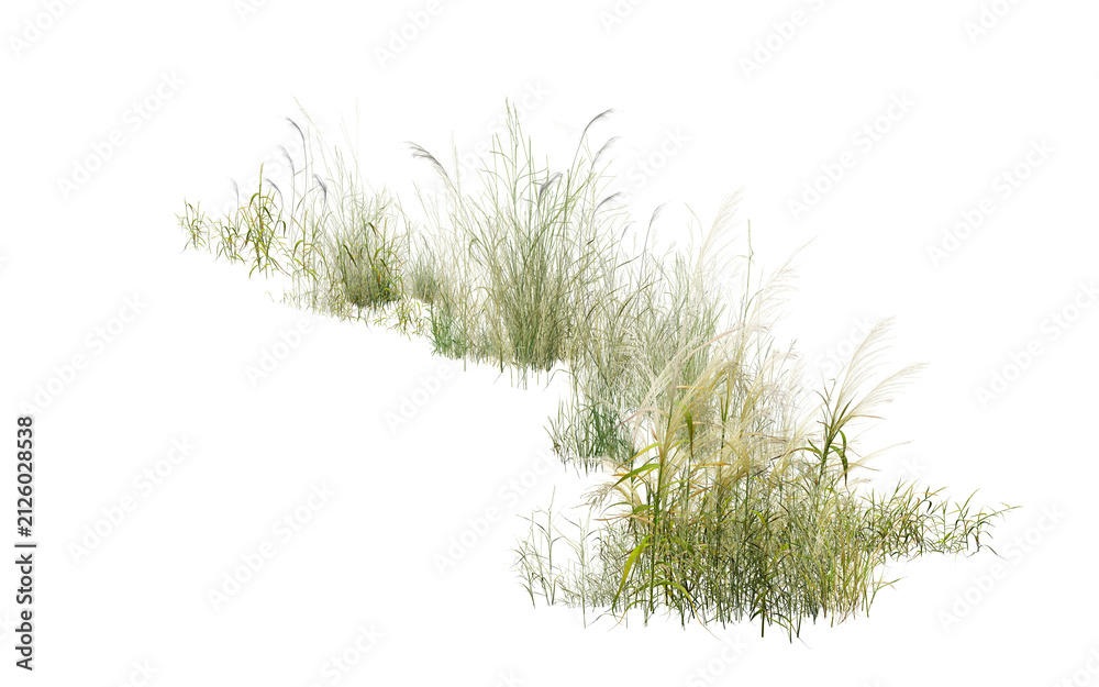 Obraz premium grass isolated on white background/High-resolution wild grass and tall pampas weeds isolated on a white background. Sharp detail PNG cut-out for landscape design, rendering, architecture, and nature