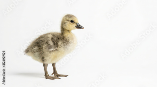 Cute fluffy baby gosling isolated on white background