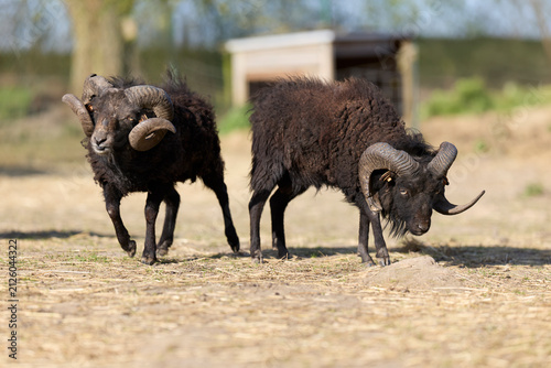 Фотография Two black ouessant rams with large, impressive horns stand in a dry field under the sun, one shaking its head while the other grazes