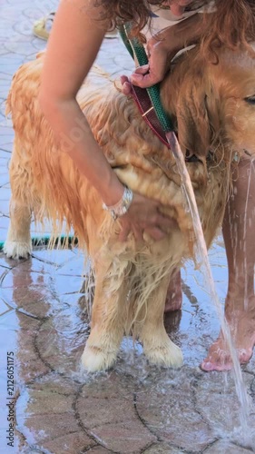 Vertical 4K video of woman washing soapy Golden Retriever dog shaking off water
