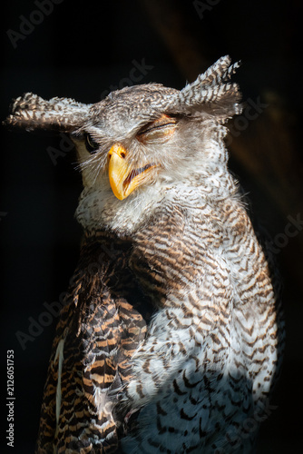 Spot-bellied eagle owl