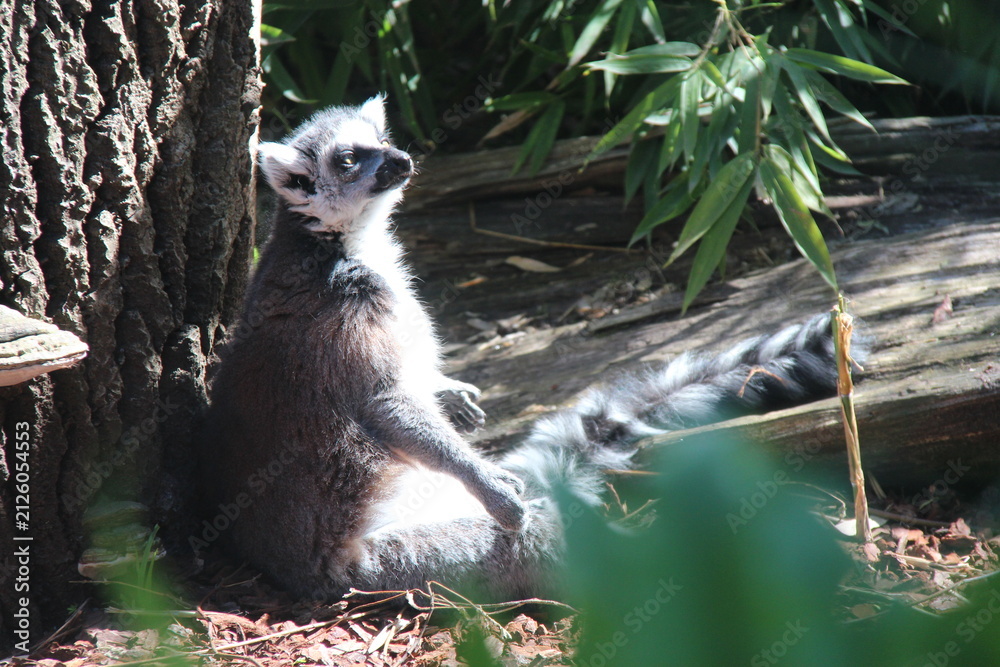 Fototapeta premium ring-tailed lemur in a zoo in lille in france 