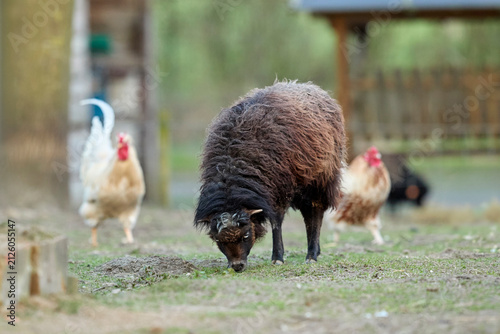 A fluffy dark ouessant sheep grazes in a green pasture with several roosters and chickens enjoying the peaceful rural environment.