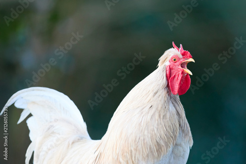 A vibrant white rooster crows, showcasing its prominent red comb and wattle against a soft, blurred background, capturing the essence of a morning call.