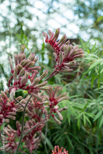 Cuadro en lienzo Close-up of vibrant red kangaroo paw flowers (Anigozanthos) blooming inside the Flower Dome at Gardens by the Bay in Singapore