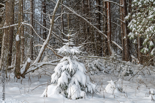 A small spruce tree covered in snow in a winter forest against the backdrop of a snow-covered forest on a frosty winter day.