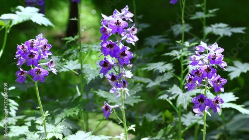 Purple Delphinium Larkspur Flowers Swaying Gently In Wind And Rain Soft Natural Light Close Up Slow Motion Garden Video