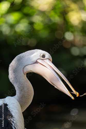 close up of a pelican