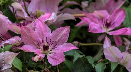  Różowe kwiaty powojnika (Clematis spp.) o żywych, gwiaździstych płatkach i głębokich, purpurowych środkach są eksponowane w otoczeniu zielonych liści. Płatki są gładkie i lekko pofalowane