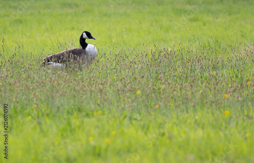 Fotografie Canada goose standing in tall green meadow grass.
