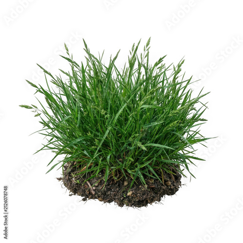Natural clump of lush green meadow grass with root system and soil as clean cutout